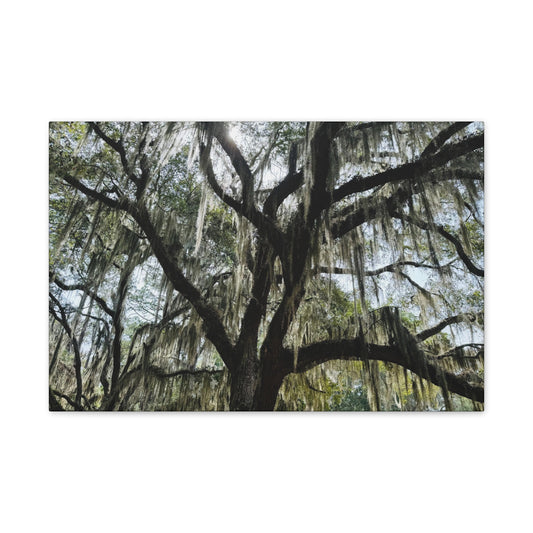 Southern Charm Collection's Spanish Moss