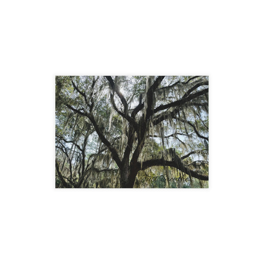 Southern Charm Collection's Spanish Moss Postcards Bundles (envelopes included)